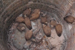 Los buitres quedaron atrapados en el interior de un pozo.