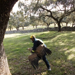 Tras su rescate, los agentes han procedido a la liberación de estas aves. 