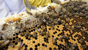 Un panel de abejas.