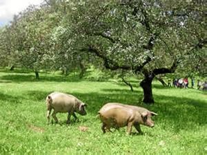 La dehesa onubense es un lugar idílico para la cría de animales.