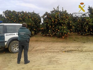 Las detenciones se produjeron en una finca de Gibraleón.