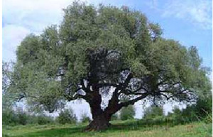 Acebuche El Espinillo, en Zalamea la Real. 