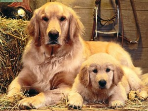 La Asociación trabaja principalmente con Retrievers y Golden Retrievers. / Foto: taringa.net