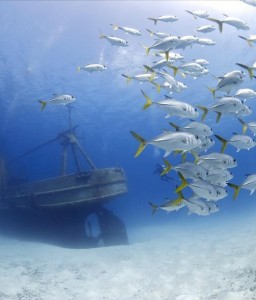 Peces-nadando-en-conjunto-cerca-de-un-barco-hundido-en-las-aguas-de-Tanzania (es.topsportholidays.com)