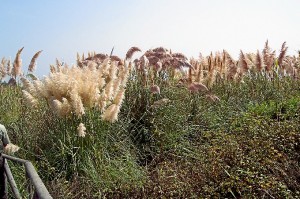 Cortaderia.