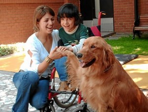 Los perros reciben un adiestramiento específico. / Foto: todossomosuno.com.mx