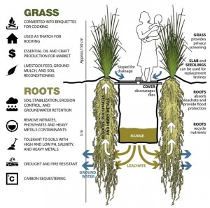 La planta cuenta con numerosos beneficios para el entorno onubense. / Foto: vetiverlatrine