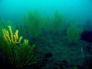 Un 'Bosque de gorgonia' que solo en Huelva se ha encontrado a  30 metros de profundidad, siendo su hábitat común más profundo. 