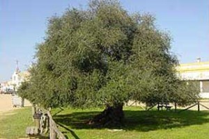 Acebuche en El Rocío. Monumento Natural de Andalucía.