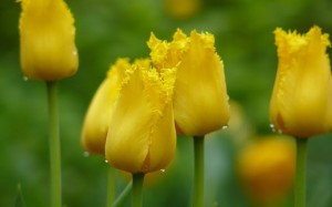 Las flores amarillas, las preferidas de Juan Ramón.