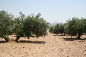 La provincia de Huelva destaca por el cultivo ecológico del olivar.