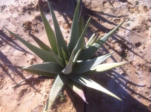 El aloe vera es una planta con mucha demanda en el mercado europeo, y que protagonizará otra de las ponencias de las jornadas.