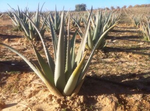 Según Asocialoe, Huelva espera contar a finales de 2014 con unas 100 hectáreas de aloe vera. 