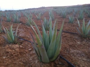 El aloe vera debe ser plantado en un suelo en el que no se formen charcos.