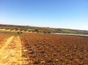 El aloe vera es un cultivo muy rentable según asegura este agricultor.