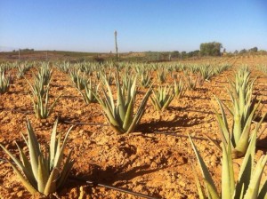 Plantación de aloe vera en Lucena. 