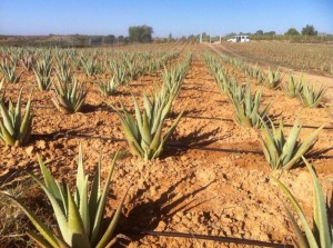 El clima de Huelva es propicio para su cultivo.