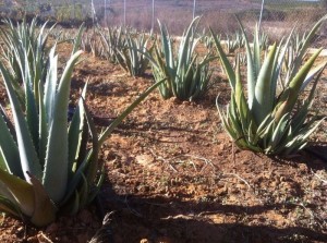 Los agricultores onubenses ven en el aloe vera un nuevo impulso a la economía onubense.