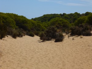 El pino piñoero, una especie propia de la Costa de Huelva.