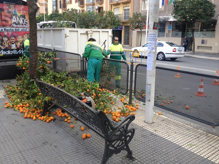 Los operarios proceden a podar los naranjos de la capital.