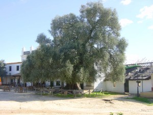 El acebuche del Rocío más antiguo tiene unos 600 años.