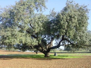 Esta encina es una excusa más para visitar Santa Olalla.