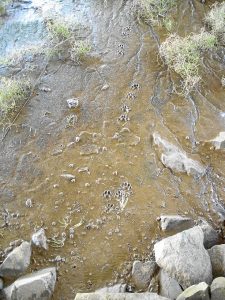 Las nutrias necesitan agua dulce para beber y limpiarse el pelaje.