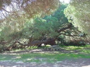 El pino se encuentra en la zona del Parador de Mazagón.