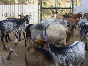 La cáscara de naranja se probará con el ganado caprino lechero.