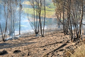 Imagen de la zona afectada por el incendio. / Foto: José Miguel Jiménez. 