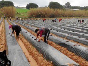 Personas trabajando en la preparación de caballones para el cultivo del aloe vera. 