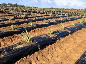 Estos onubenses esperan que su apuesta por el aloe vera sea imitada por otros agricultores de la zona.