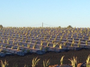 Plantación de aloe vera en Huelva.