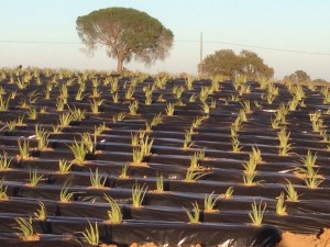 Estas 3 empresas onubenses cuentan con un total de 15 hectáreas repartidas entre Lucena del Puerto y San Bartolomé de la Torre. 