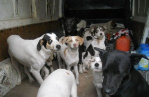 Algunos de los animales encontrados en el lugar. 