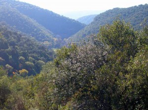 Bosque forestal.