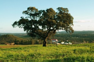 Zalamea sembrará 150 nuevos ejemplares de especies forestales autóctonas