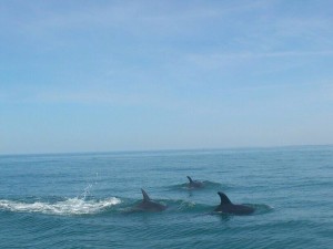 Este año 2014 han podido verse delfines en lugares como Mazagón. / Foto: Alejandro Gómez. 