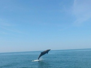 Un delfín en la Costa de Huelva el pasado año. / Foto: Alejandro Gómez Irala.