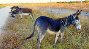 Un equipo de voluntarios vigilan a los animales mientras pastan.