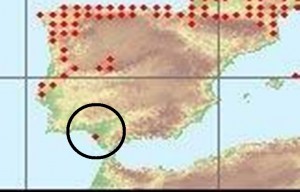 La investigación dirigida por Calzada trata de averiguar cómo llegó esta especie a Huelva y porqué no se ha movido de nuestra provincia. 