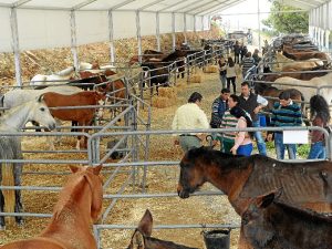 Gran afición al caballo. 