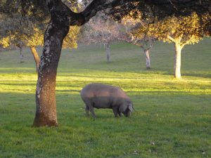 El cerdo ibérico, la base de un buen jamón. 