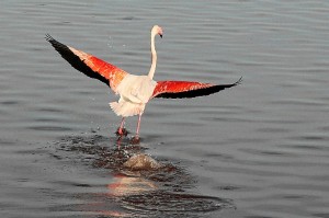 El flamenco es un ave muy singular./FOTO: Moisés Núñez. 