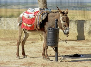 La visita de Platero a estos escolares es una de las acciones de Diputación para conmemorar su centenario. 