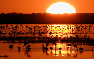 Una imagen del amanecer en Doñana. / Foto: Turismo Huelva.