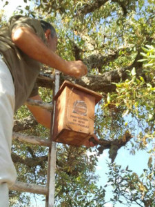 Un voluntario analizando uno de los nidos.