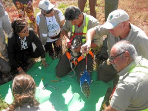 Actividad con el águila pescadora. 