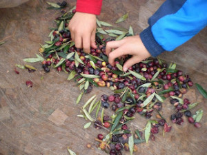 En España existen 260 variedades de aceituna.