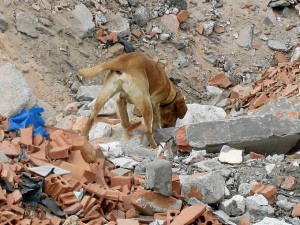 El objetivo es recaudar dinero para implantar una Unidad Canina de Rescate en República Dominicana. 